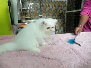 Purebred Persian Kitten - 1-3 Months Old