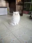 Purebred Persian Kitten - 1-3 Months Old - 2