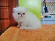Purebred Persian Kitten - 1-3 Months Old - 3