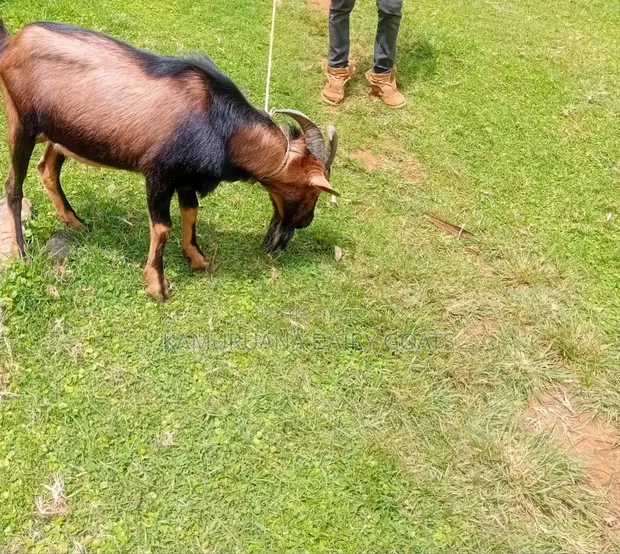 Kamuruana Dairy Goats - 1