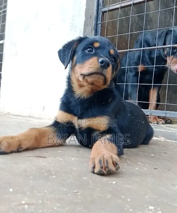 Female Purebred Rottweiler Puppy (1-3 Months) - 1
