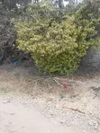 4 Bedroom Bungalow for Rent in Maji Ya 2, Ruai - 4
