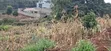 Quarter Acre Residential Plot for Sale - Kikuyu Gikambura - 5