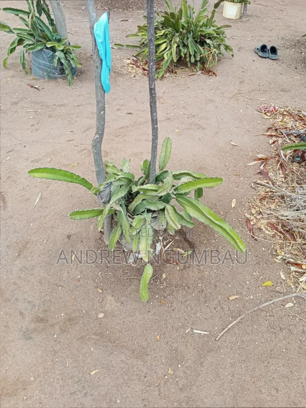 Red Rooted Dragon Fruit Cuttings - 1