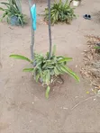 Red Rooted Dragon Fruit Cuttings - 1