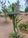 Red Rooted Dragon Fruit Cuttings - 2