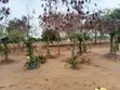 Red Rooted Dragon Fruit Cuttings - 4