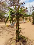 Red Rooted Dragon Fruit Cuttings - 5