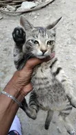 Female Mixed Breed Cat, 3-6 Months - 1