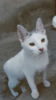 Female Mixed Breed Cat, 3-6 Months - 2