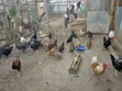 Mayai ya Kienyeji Yenye Mbegu - 1