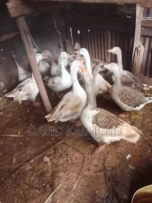 Ducks for Sale