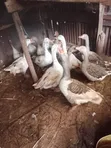 Ducks for Sale - 1