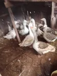 Ducks for Sale - 2