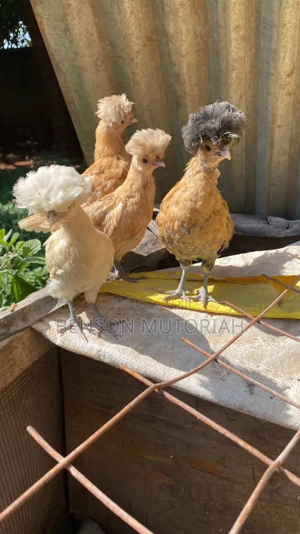 Kuku wa Kienyeji wa Polish Bantam (Siku 1-7) - 1