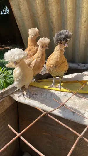 Kuku wa Kienyeji wa Polish Bantam (Siku 1-7)
