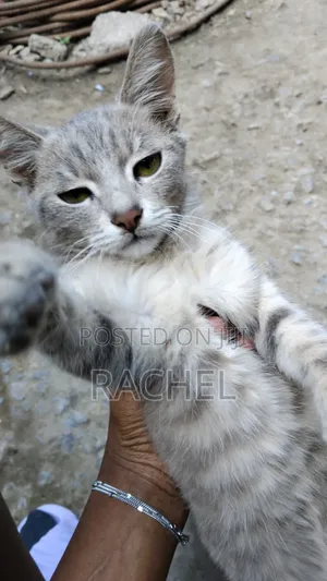 3-6 Month Male Mixed Breed Tabby Cat