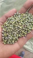 KDM Transporters - Grains & Cereals - 2