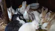 Rabbits for Sale (Growers) - 1