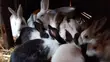 Rabbits for Sale (Growers) - 2