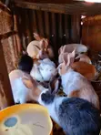 Rabbits for Sale (Growers) - 3