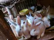 Rabbits for Sale - 4 and 2 Months Old - 1