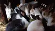 Rabbits for Sale - 4 and 2 Months Old - 2