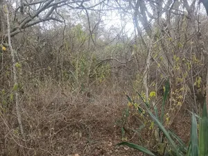 7 Acres Land for Sale in Mutomo, Kitui