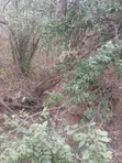 7 Acres Land for Sale in Mutomo, Kitui - 3