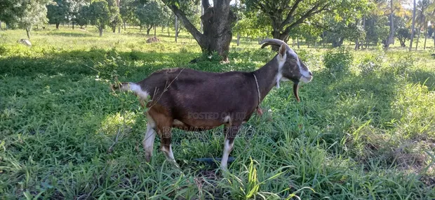 Pregnant Toggenburg Female Goat for Sale - 1