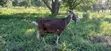 Pregnant Toggenburg Female Goat for Sale - 1