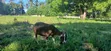 Pregnant Toggenburg Female Goat for Sale - 2