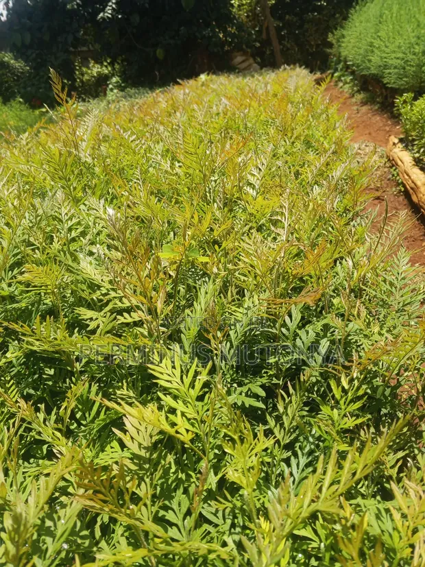 Grevillea Robusta Seedlings - 1