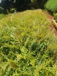Grevillea Robusta Mbegu - 1