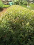 Grevillea Robusta Mbegu - 2