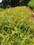 Grevillea Robusta Mbegu - 3