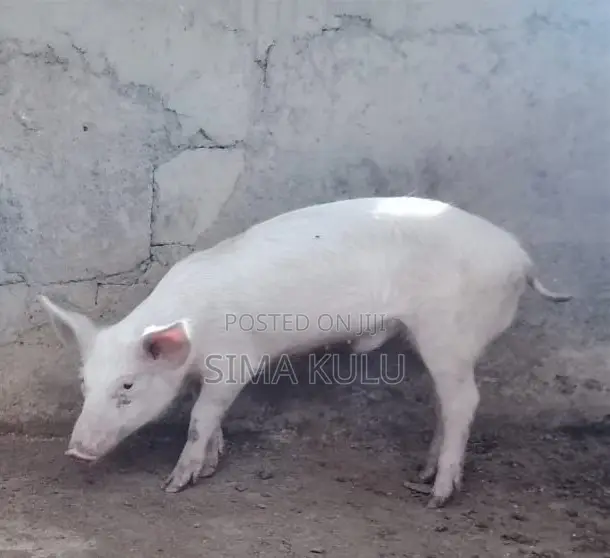 Pigs for Sale - Various Ages - 1