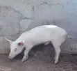 Pigs for Sale - Various Ages - 1
