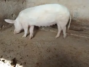 Pigs for Sale - Various Ages