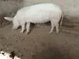 Pigs for Sale - Various Ages - 2