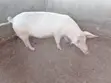 Pigs for Sale - Various Ages - 3