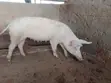 Pigs for Sale - Various Ages - 4