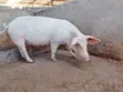 Pigs for Sale - Various Ages - 5