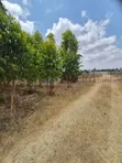 Half Acre Plots for Sale in Kisaju, Kajiado County - 2