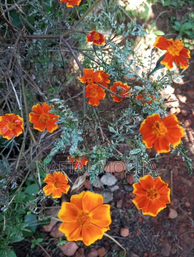 Mexican Marigold Seeds - 1