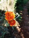 Mexican Marigold Seeds - 2