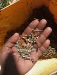 Mexican Marigold Seeds - 3