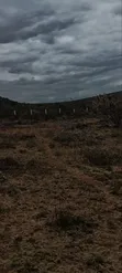 50x100 Prime Residential Plots in Kikuyu Mikuyuini - 4