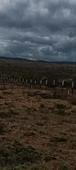 50x100 Prime Residential Plots in Kikuyu Mikuyuini - 5