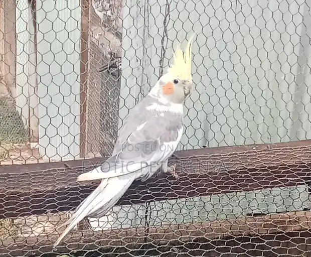 Cockatiel Birds for Sale - 1